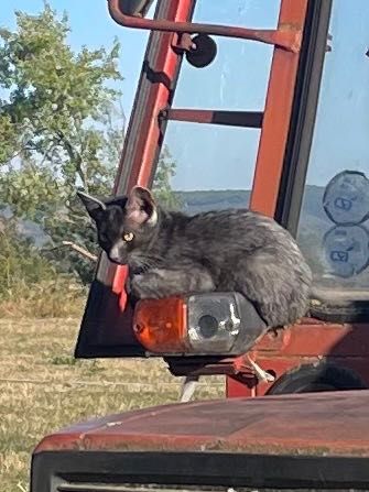 Pui de pisici spre adoptie