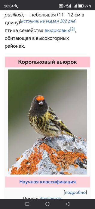 Продам птиц певчих