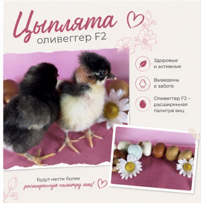 Цыплята оливеггер F2