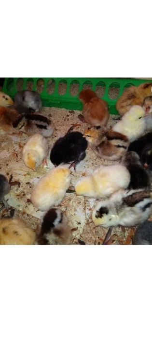 Асалом куланги зотли чочалар сотаяпман