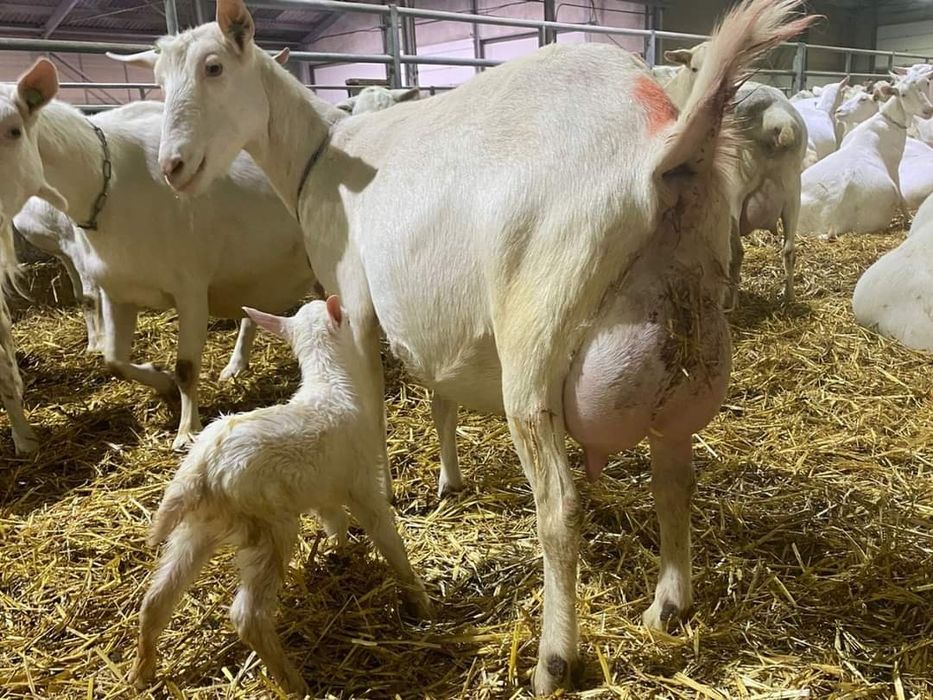 Capre saanen cu pedigree!