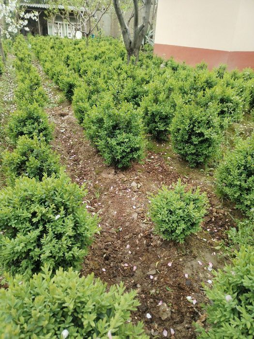 Шамшот гулармиз сотувда