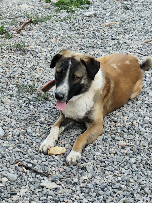 Отдам даром собаку