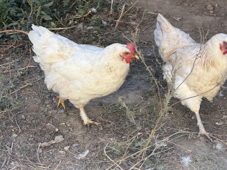 Куры домашние  продам