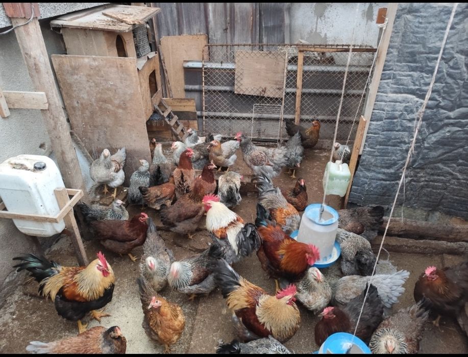 Яйца от Катунски кокошки три цвята