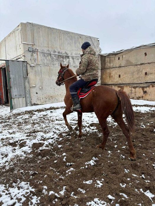 Продается лошадь Максимус