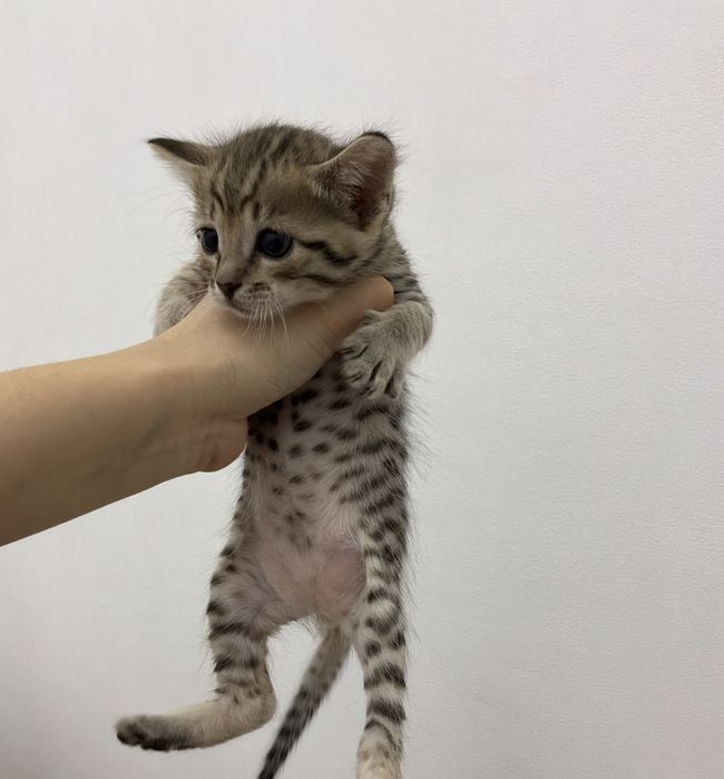 Котята бенгальской породы