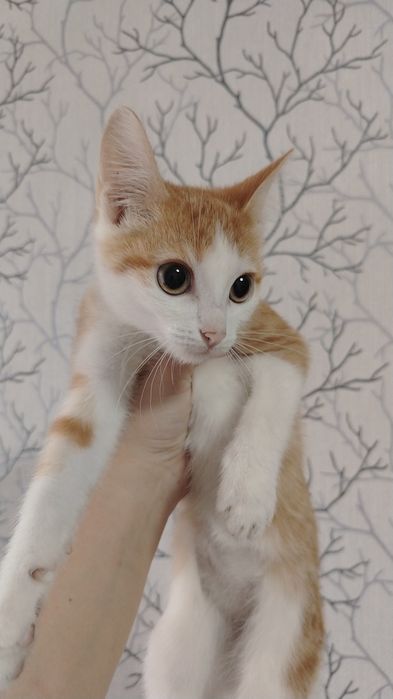 срочно отдам котят. привезу сама