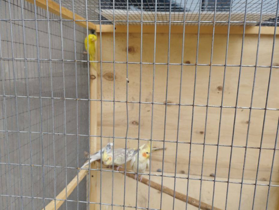 Papugay karella valnistiy