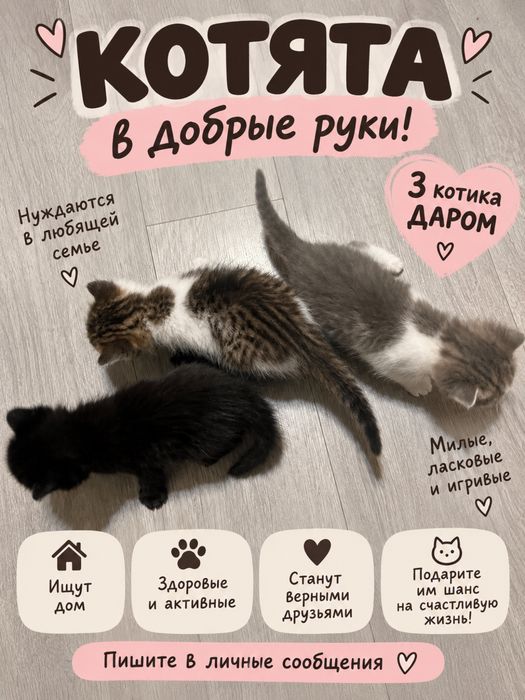 Котята месячные ласковые