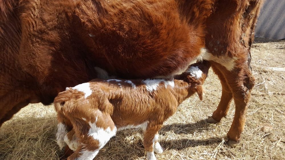 Продам  корову и первотелку