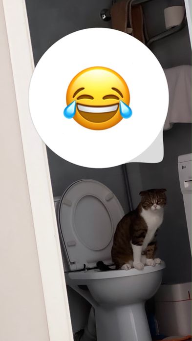 Отдаём кошку бесплатно