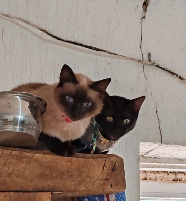 Молоденькая кошечка