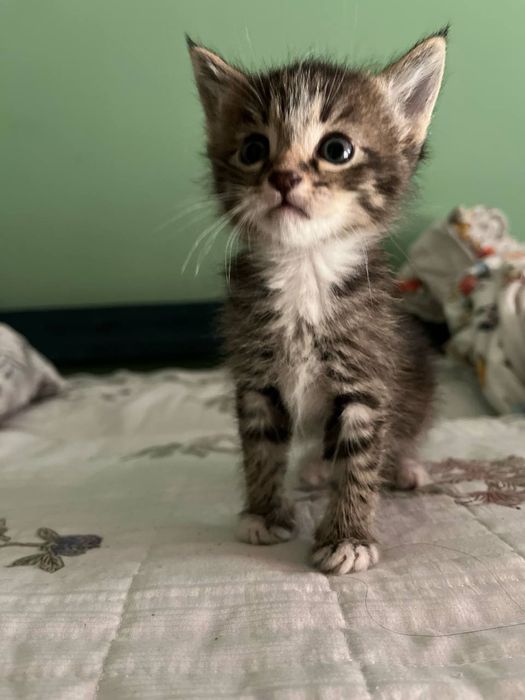 Котёнок (бесплатно)