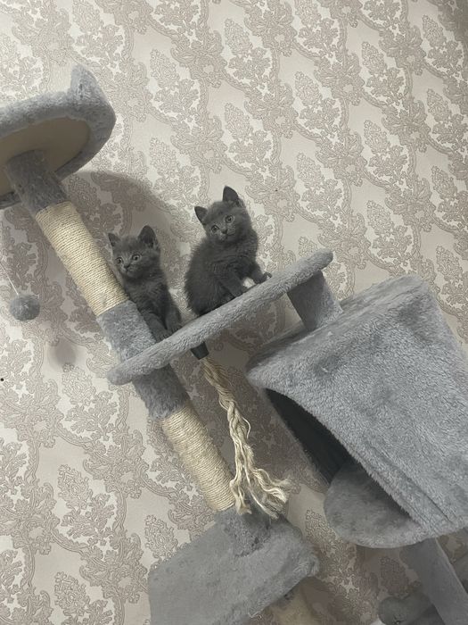 Продам британский котят