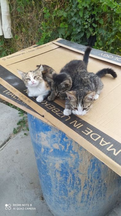 Отдам даром котëнки