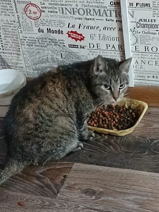 Отдам в хорошие руки