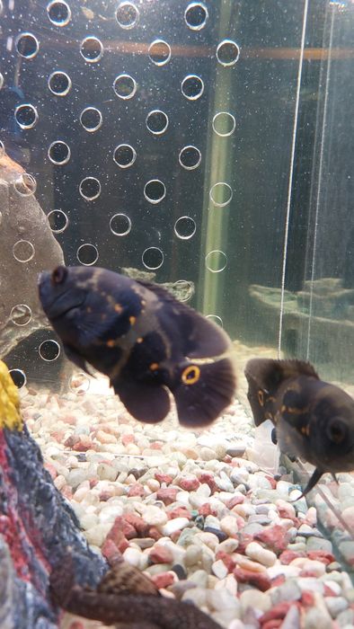 Астронотус глазчатый