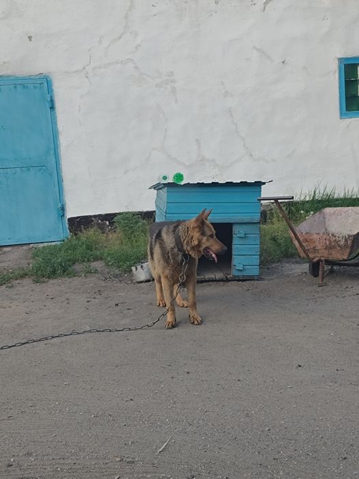 Немецкая овчарка Бесплатно