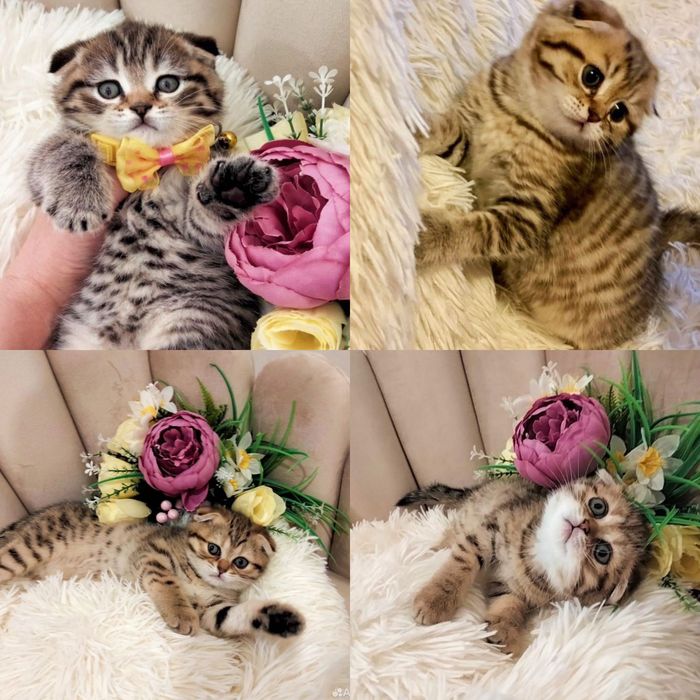 Роскошные вислоушки золото!
