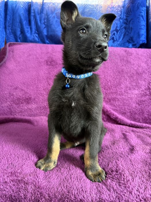 Catelus ciobanesc german cauta casuta