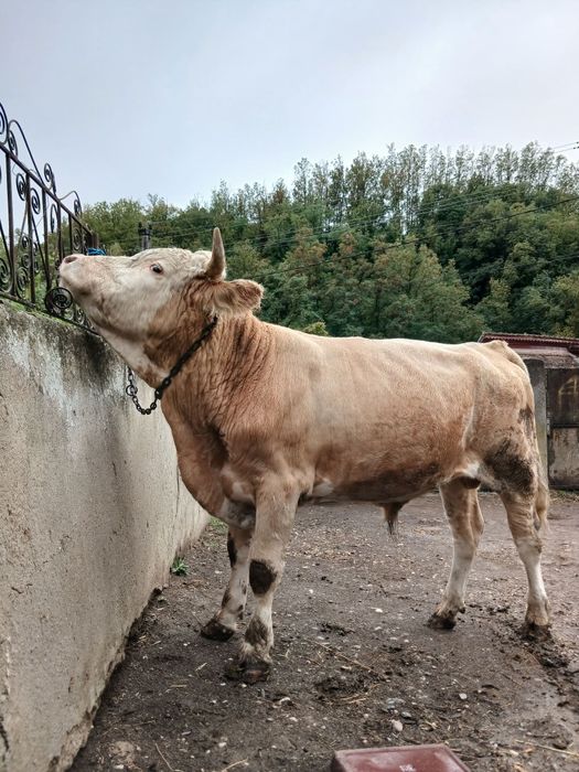 Taur de vânzare de 2 ani