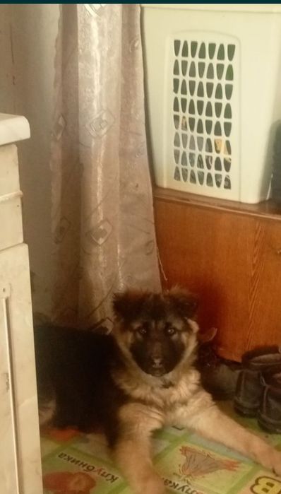 Продам немецкую овчарку