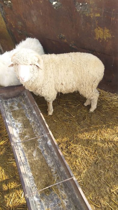 Кой сатылады / Продам баранов