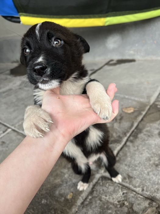 Мальчик в хорошие руки