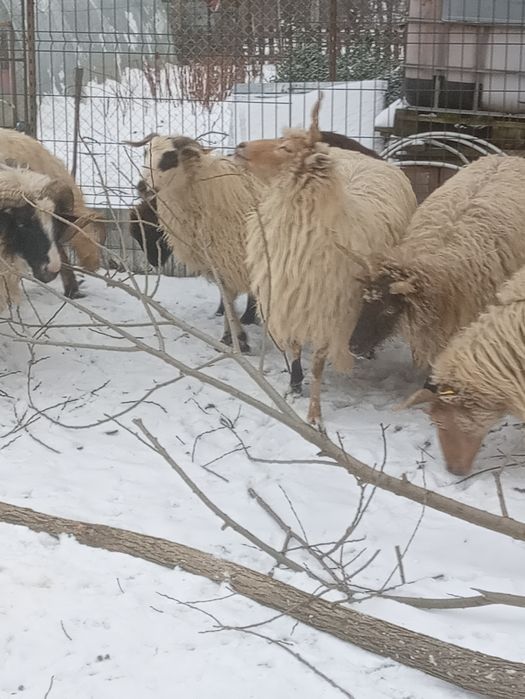 Vind 8 mioare și un berbec la alegere din 2