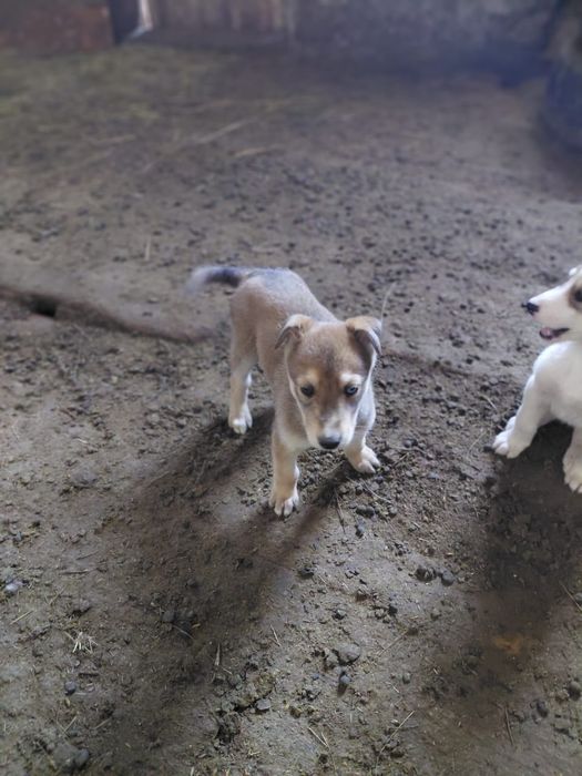 Грейхаунд кушиктер сатылады