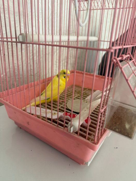 Продам попугая 6000тенге