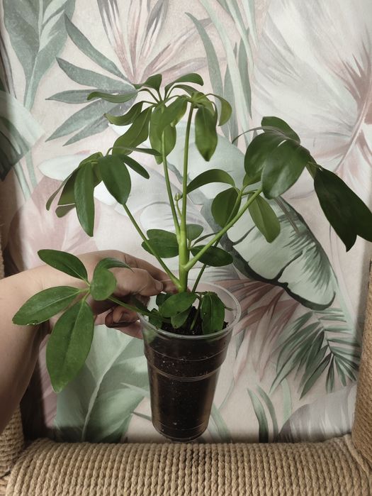 Комнатные растения