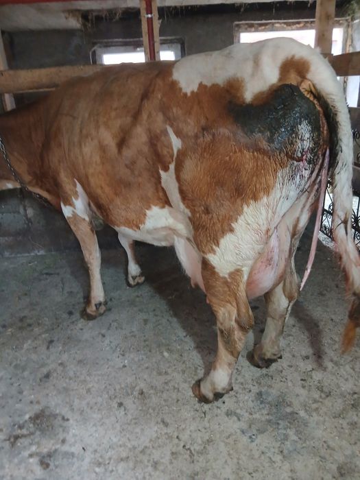 Vaca baltata romaneasca cu vițel de 7 ani