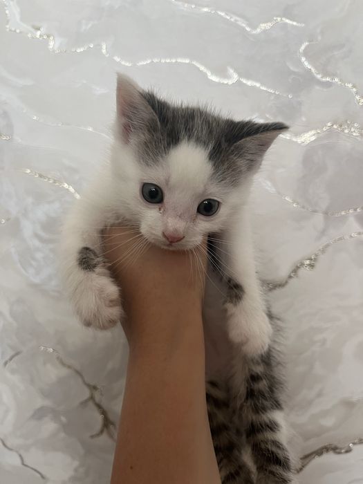 Отдам котенка в добрые руки!