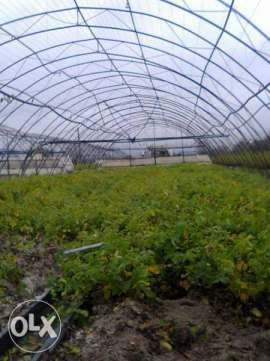 Разсад етеричномаслени растения - роза дамасцена, розмарин