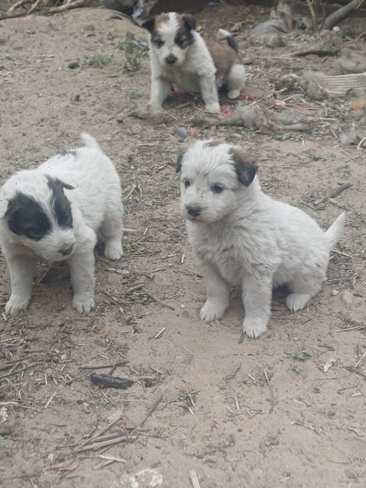 Отдам щенков в добрые руки