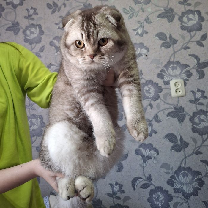 вязка шотландских кошек