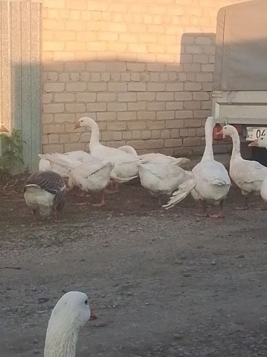 Продам гусей на племя.