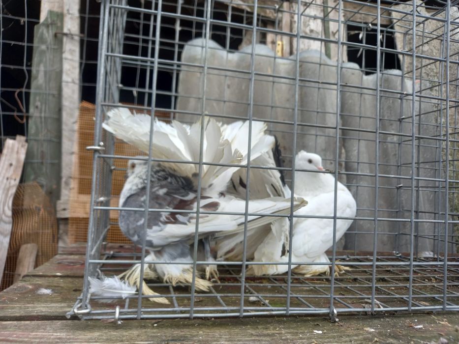 Porumbei dv , chingi,germani, curcani indieni, etc