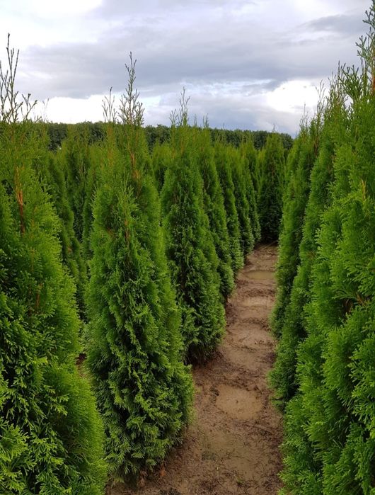 Tuia smaragd ( thuja ) cupressus leylandii 1.6m - 1.8m, gard viu verde