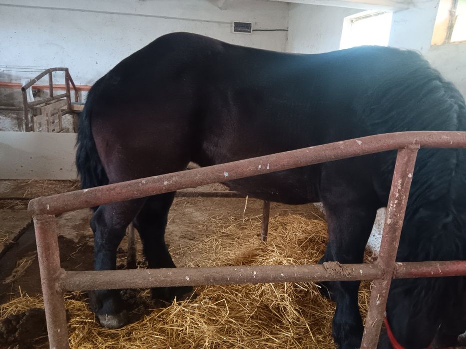Vând schimb iapa Percheron