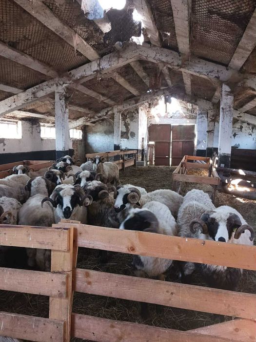 Vand Berbeci cu sau fara certificat de origine