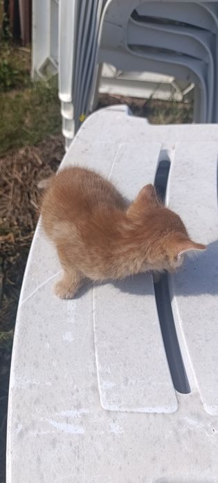 Котята бесплатно