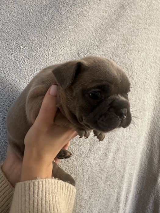 Щенки французского бульдога