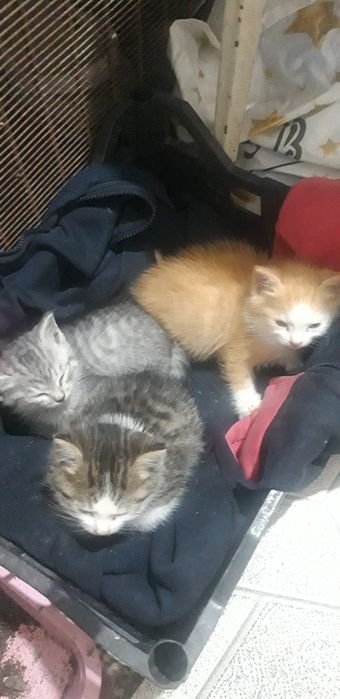 Отдам котят в добрые руки