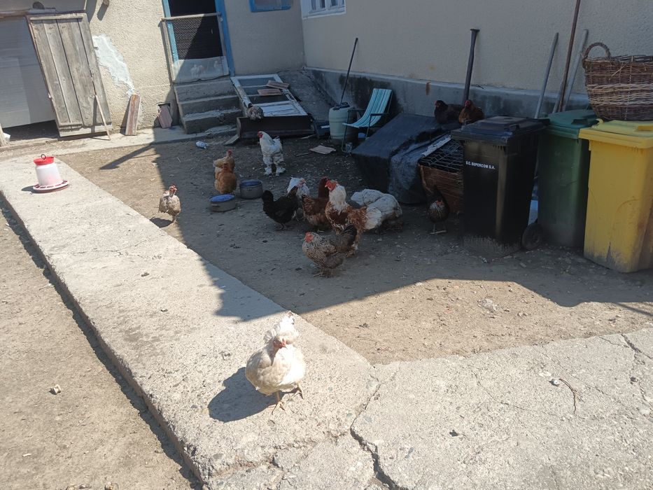 Se Vind Găini De Casă+Cocoș