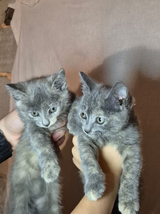Котятки 1.5 месяца в добрые руки