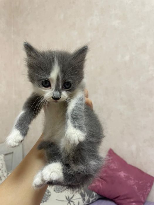 Отдам котят в добрые руки