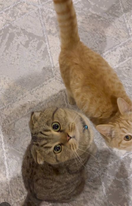 Zoti. Brtion Fold Shinshilla ogl bola